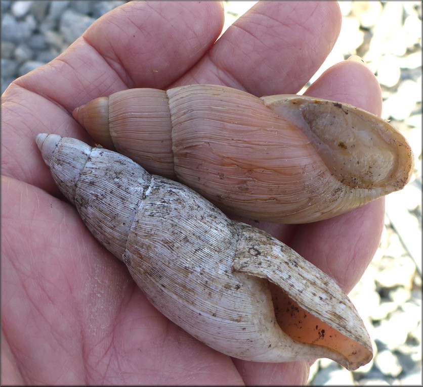 Euglandina rosea (Frussac, 1821) Rosy Wolfsnail - Very Large Specimen