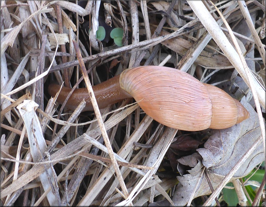 Euglandina rosea (Frussac, 1821) Rosy Wolfsnail In Situ