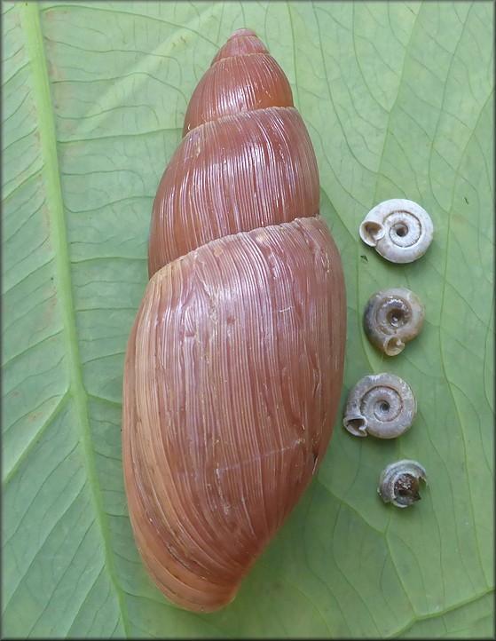 Euglandina rosea (Frussac, 1821) Predation On Polygyra cereolus (Mhlfeld, 1816)