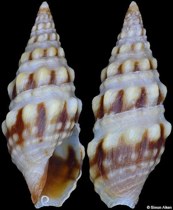 Crassispira bifurca (E. A. Smith, 1888)