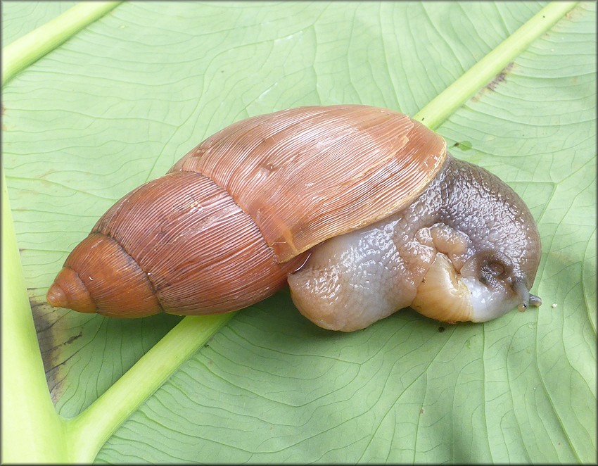 Euglandina rosea (Frussac, 1821) Feeding On Bulimulus sporadicus