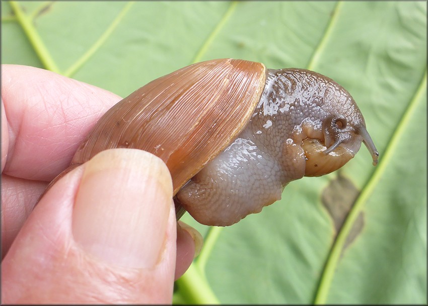 Euglandina rosea (Frussac, 1821) Feeding On Bulimulus sporadicus