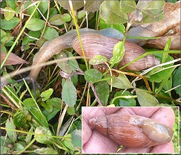 Euglandina rosea (Frussac, 1821) Rosy Wolfsnail In Situ