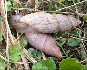 Euglandina rosea (Frussac, 1821) Mating In Situ