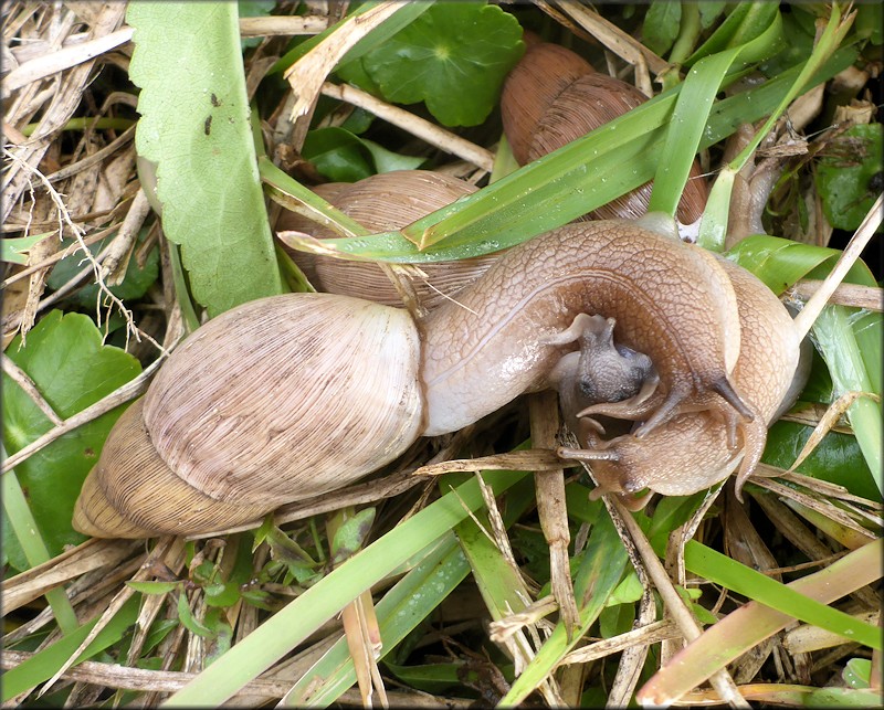 Euglandina rosea (Frussac, 1821) Mating In Situ Three Specimens