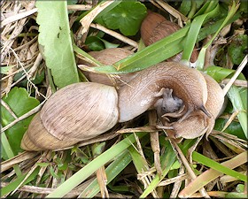 Euglandina rosea (Frussac, 1821) Mating In Situ Three Specimens