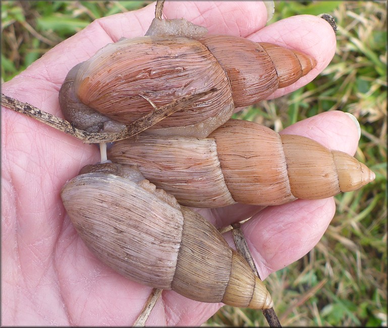 Euglandina rosea (Frussac, 1821) Mating In Situ Three Specimens