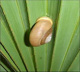 Mesodon thyroidus (Say, 1817) White-lip Globe Up A Palmetto