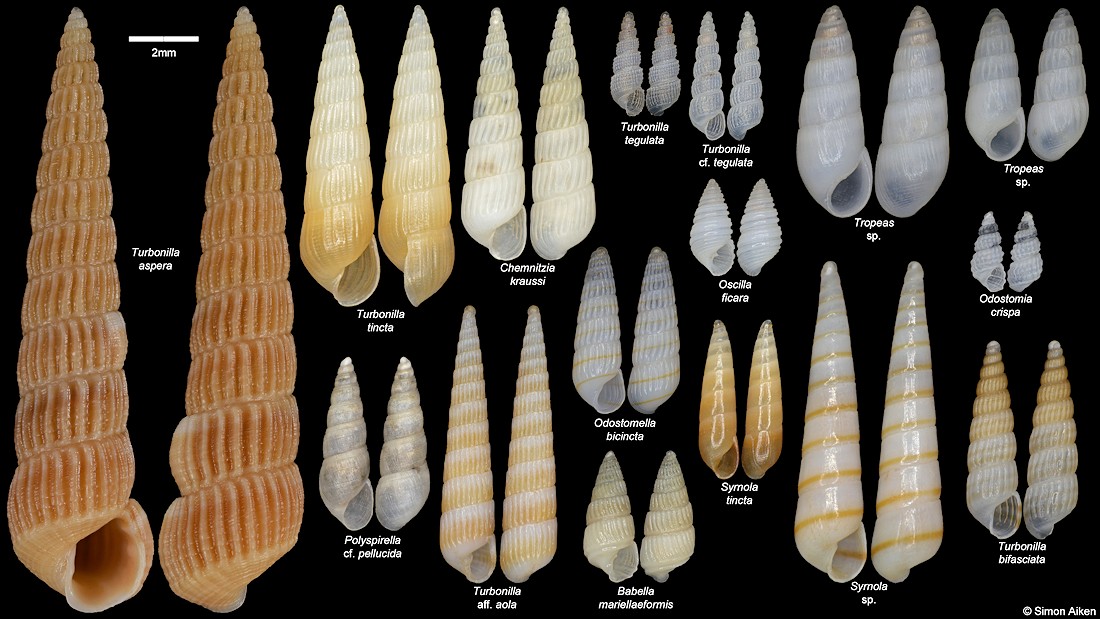 South African Pyramidellidae