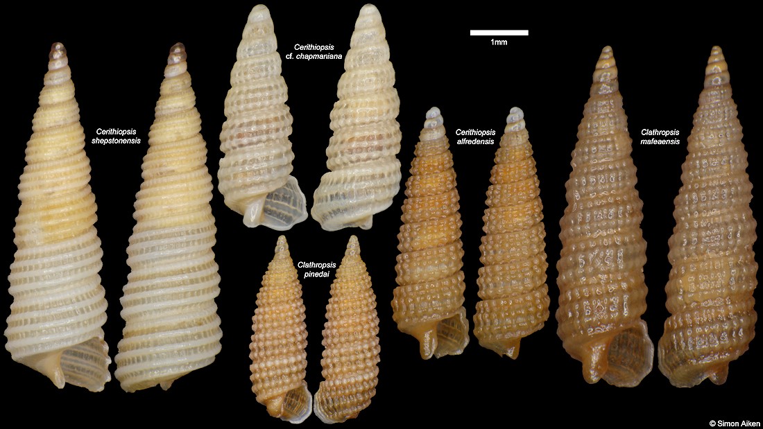 South African Cerithiopsidae