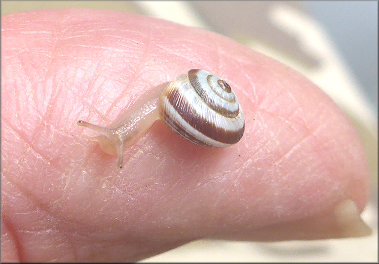 Cernuella species (probably C. virgata Maritime Gardensnail)