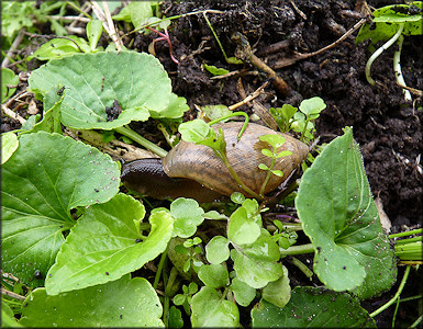 Euglandina rosea (Frussac, 1821) Rosy Wolfsnail In Situ