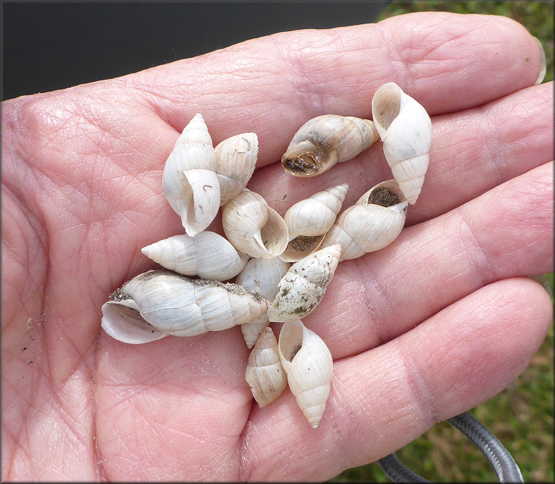 Bulimulus sporadicus From Near The CSX Transportation Railroad Tracks In Baldwin, Florida