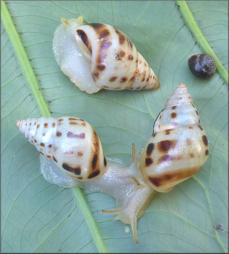 Drymaeus dormani (W. G. Binney, 1857) Manatee Treesnail