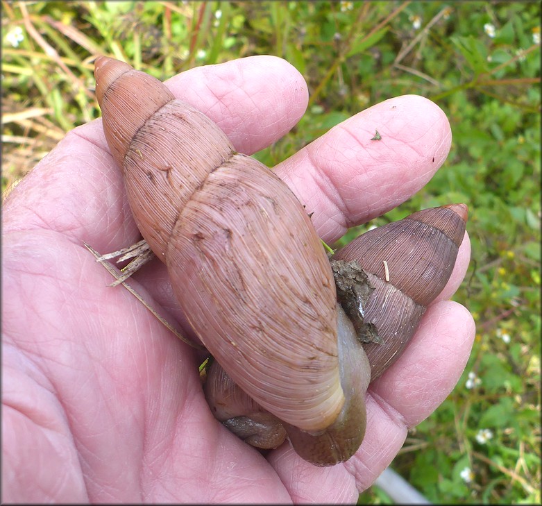 Euglandina rosea (Frussac, 1821) Rosy Wolfsnail - Very Large Specimen