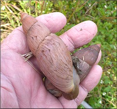 Euglandina rosea (Férussac, 1821) Rosy Wolfsnail - Very Large Specimen