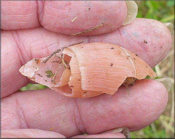 Euglandina rosea (Frussac, 1821) Damaged Shell