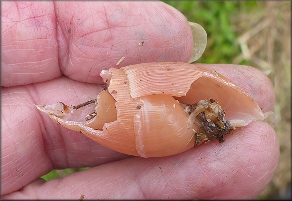 Euglandina rosea (Frussac, 1821) Damaged Shell