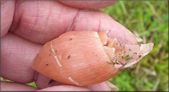 Euglandina rosea (Frussac, 1821) Damaged Shell