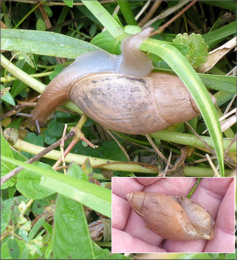 Euglandina rosea (Férussac, 1821) Rosy Wolfsnail In Situ