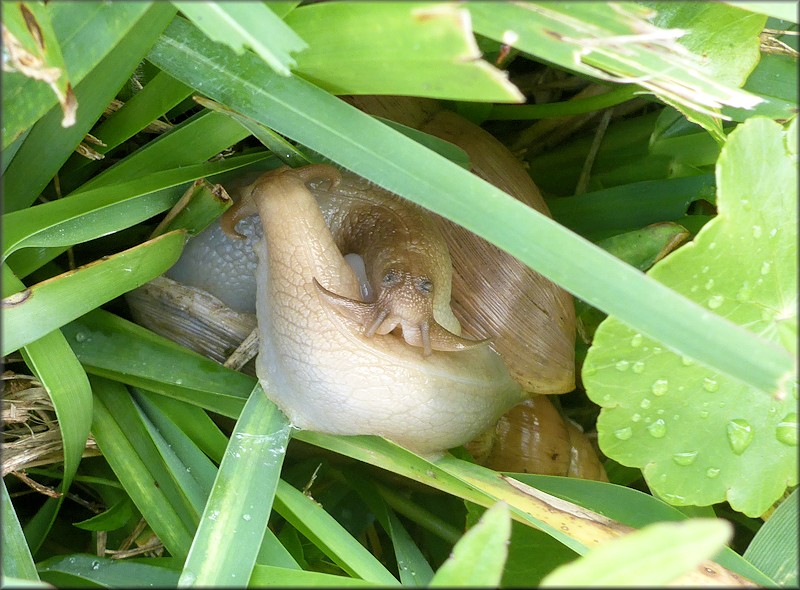 Euglandina rosea (Frussac, 1821) Mating