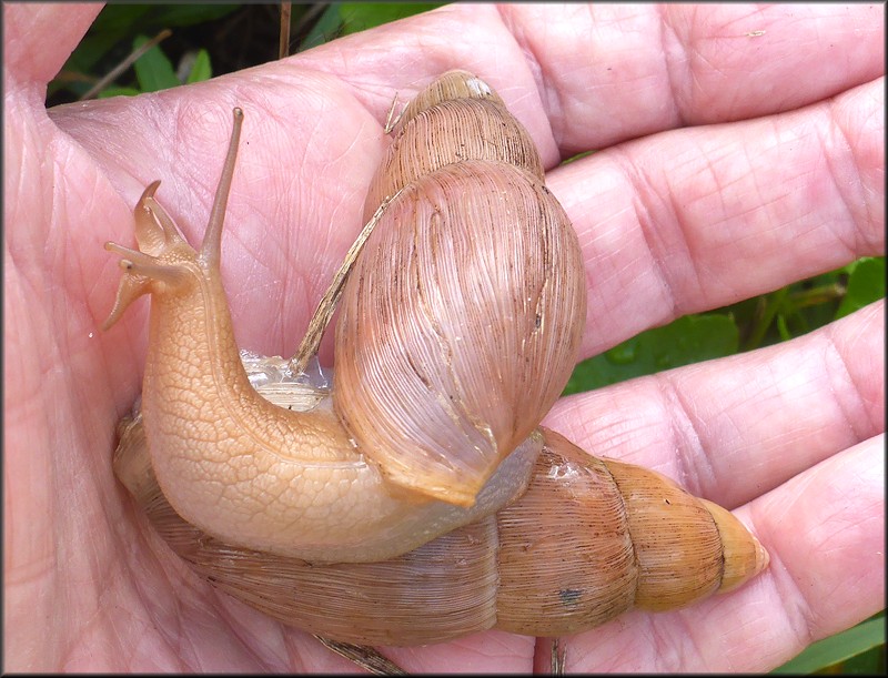 Euglandina rosea (Frussac, 1821) Mating