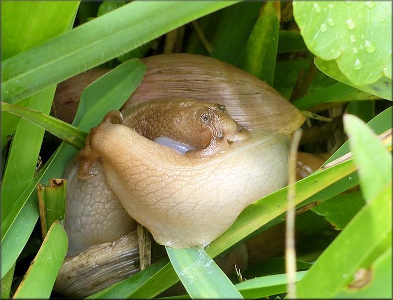 Euglandina rosea (Frussac, 1821) Mating