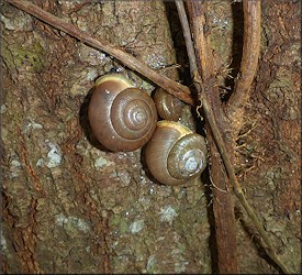 Mesodon thyroidus (Say, 1817) White-lip Globe Up A Tree