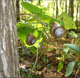 Mesodon thyroidus (Say, 1817) White-lip Globe In Situ Up A Tree