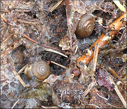 Triodopsis hopetonensis (Shuttleworth, 1852) In Situ