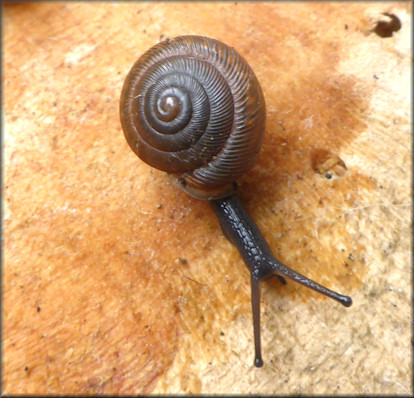 Triodopsis hopetonensis (Shuttleworth, 1852) 