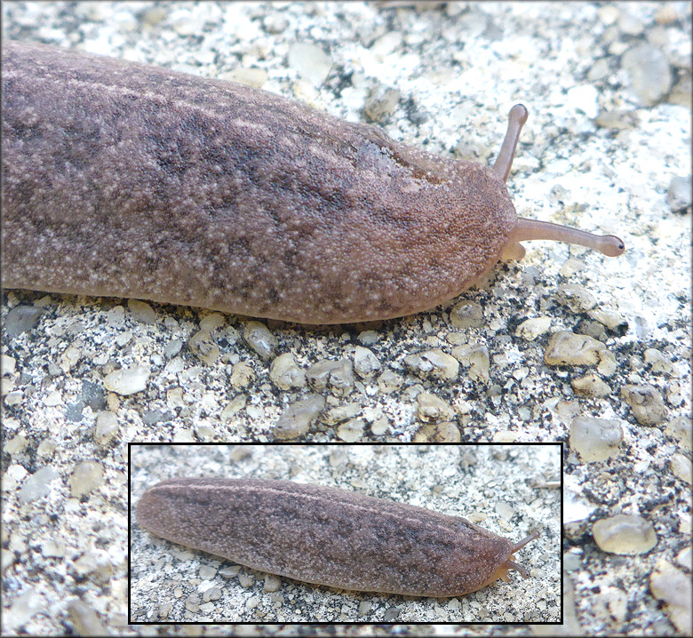 Leidyula floridana (Leidy, 1851) Florida Leatherleaf Sub Adult