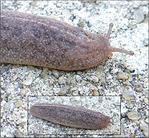 Leidyula floridana (Leidy, 1851) Florida Leatherleaf Sub Adult