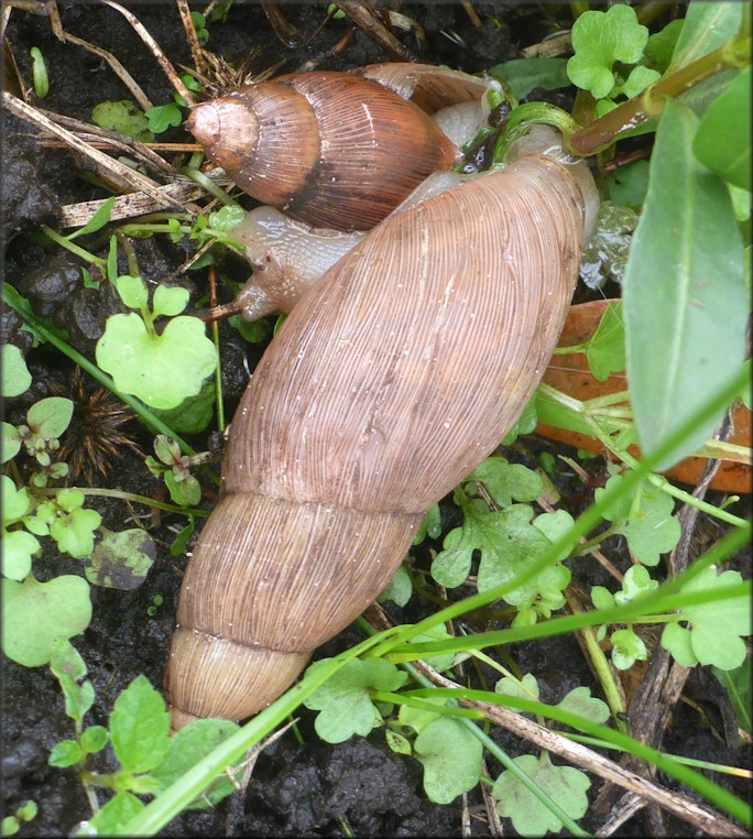 Euglandina rosea (Frussac, 1821) Rosy Wolfsnail Cannibalism