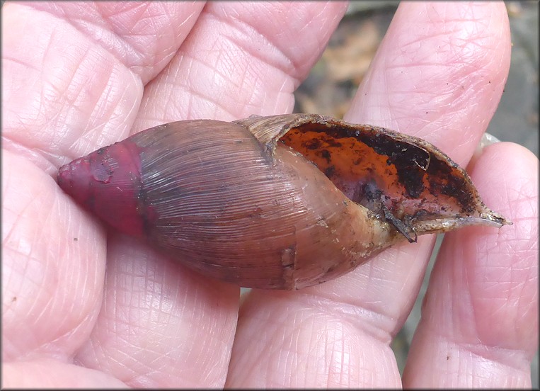 Euglandina rosea (Frussac, 1821) Predation By Mammal