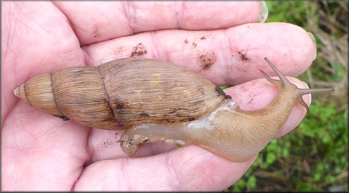 Euglandina rosea (Frussac, 1821) Rosy Wolfsnail Cannibalism