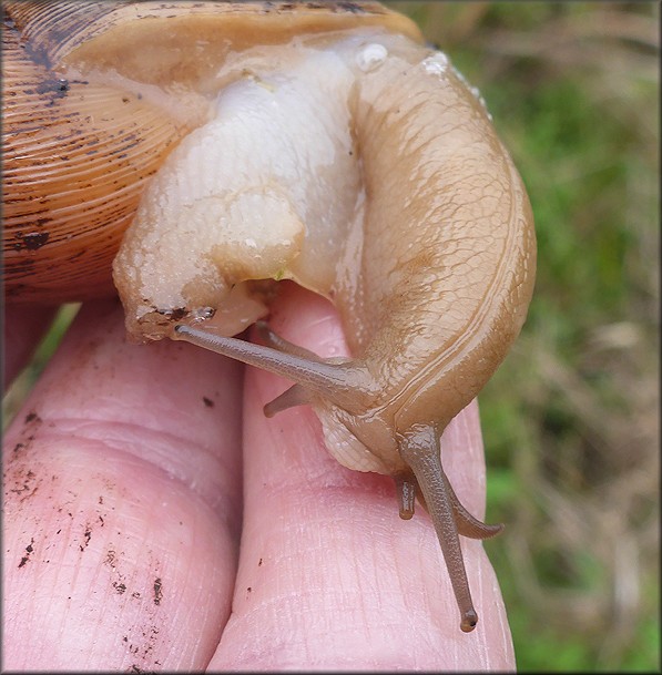 Euglandina rosea (Frussac, 1821) Rosy Wolfsnail Cannibalism