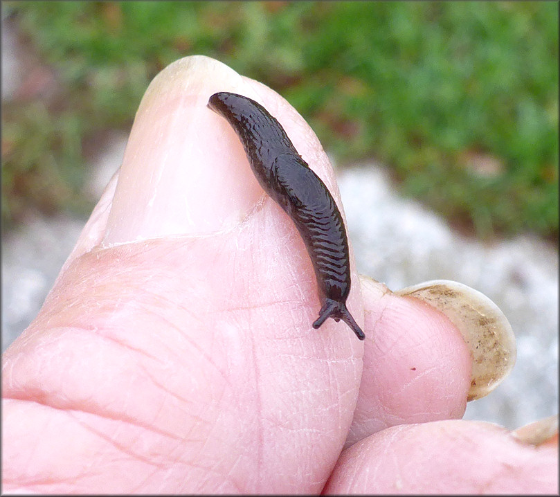 Deroceras laeve (Mller, 1774) Meadow Slug