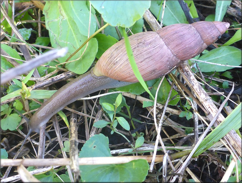 Euglandina rosea (Frussac, 1821) Rosy Wolfsnail - Very Large Specimen