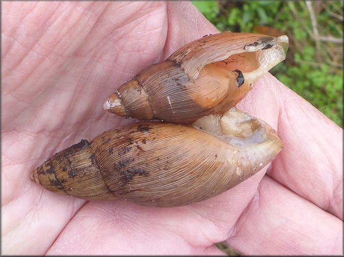 Euglandina rosea (Frussac, 1821) Rosy Wolfsnail Cannibalism