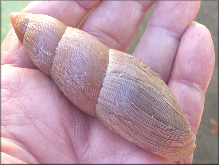 Euglandina rosea (Frussac, 1821) Rosy Wolfsnail - Very Large Specimen