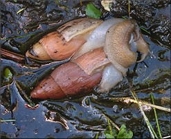 Euglandina rosea (Frussac, 1821) Mating In Water