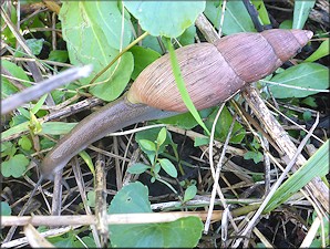 Euglandina rosea (Férussac, 1821) Rosy Wolfsnail - Very Large Specimen
