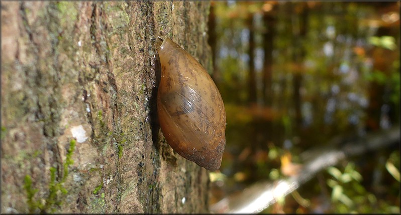 Euglandina rosea (Frussac, 1821) Juvenile With Millipede