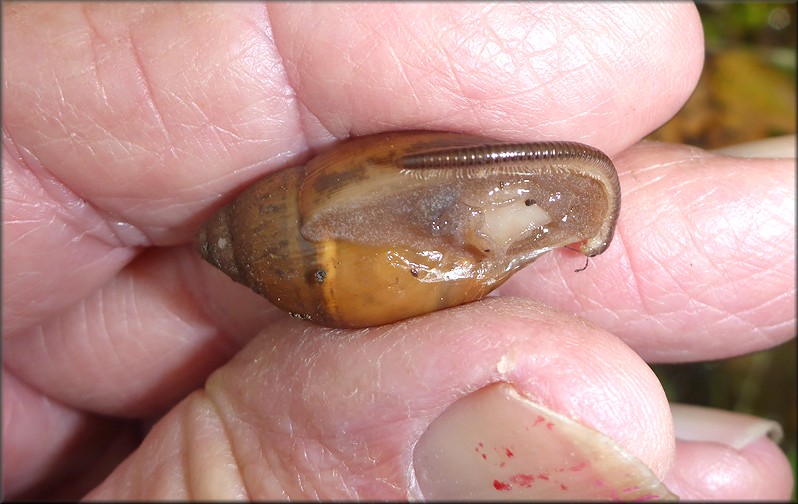 Euglandina rosea (Frussac, 1821) Juvenile With Millipede