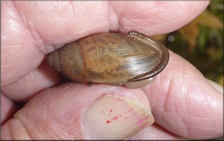 Euglandina rosea (Frussac, 1821) Juvenile With Millipede
