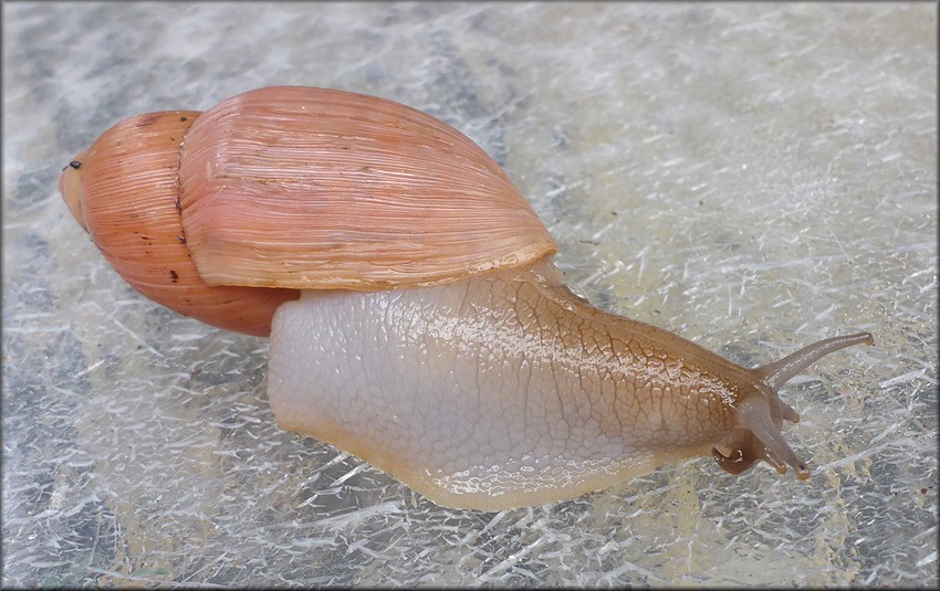 Euglandina rosea (Frussac, 1821)