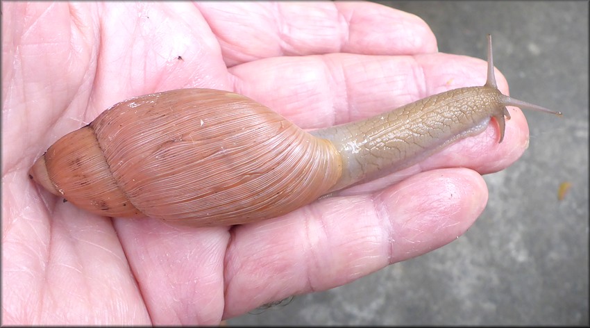 Euglandina rosea (Frussac, 1821)