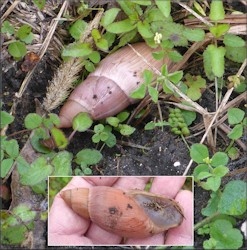 Euglandina rosea (Frussac, 1821) Rosy Wolfsnail In Situ