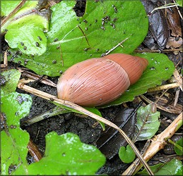 Euglandina rosea (Frussac, 1821) Rosy Wolfsnail In Situ